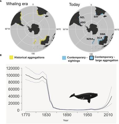 Frontiers | Future Directions in Eubalaena spp.: Comparative